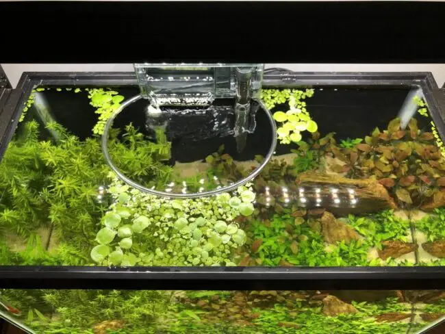 how to keep floating plants away from filter