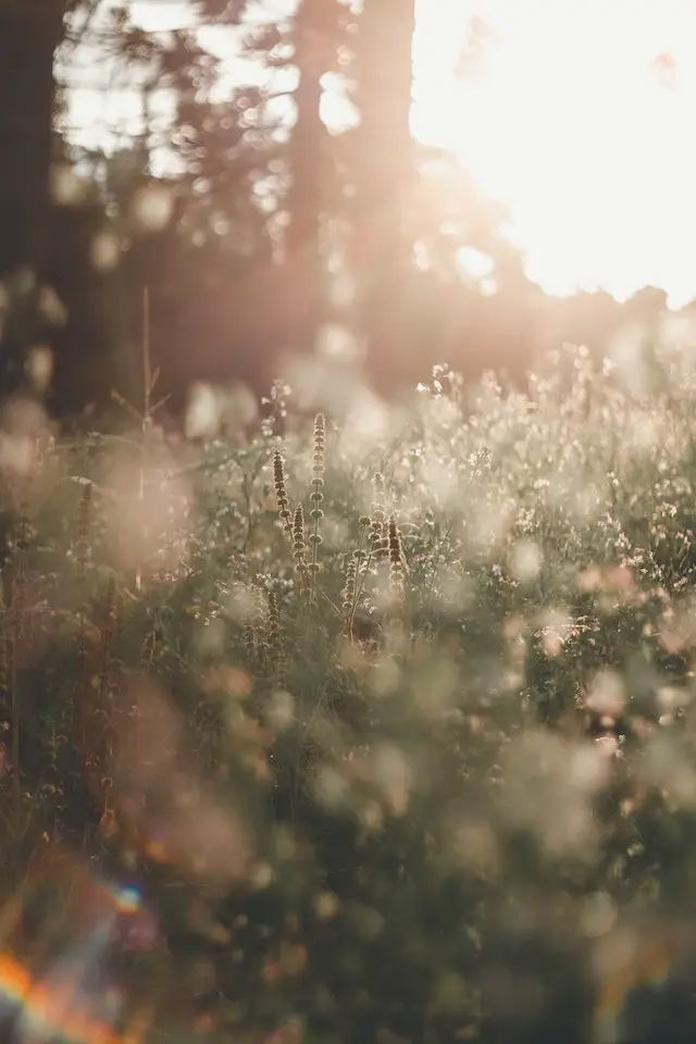 how to keep grass out of wildflowers