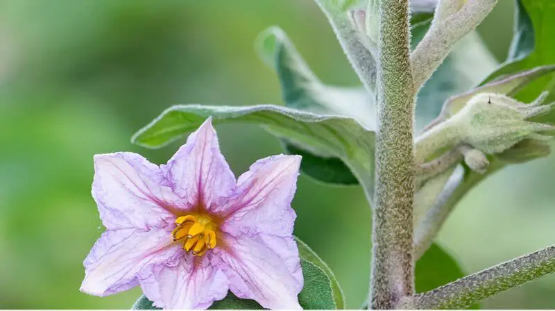 how to know if eggplant flower is pollinated