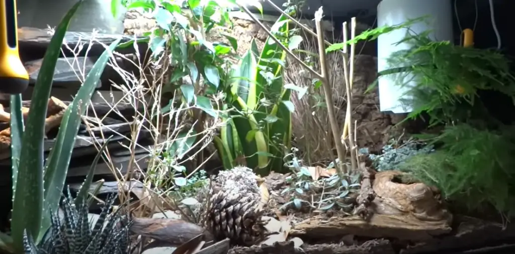 Creating A Bioactive Terrarium For Leopard Gecko Essential Guide