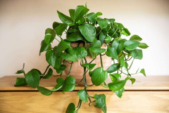 how to make pothos fuller