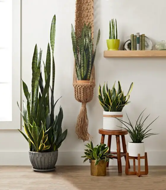 how fast do snake plants grow