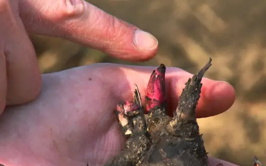 how to plant bare root peonies