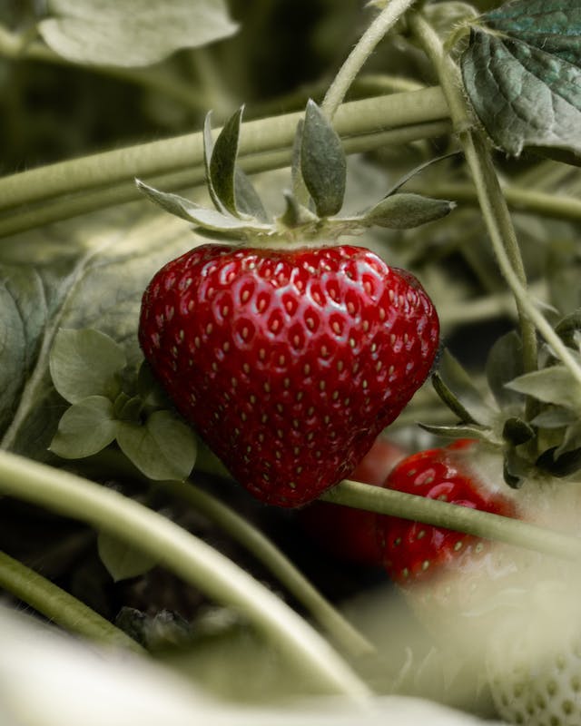 how to plant strawberry plants