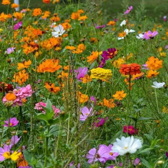 how to plant zinnias and cosmos together