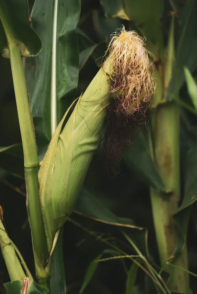 how to propagate corn plant