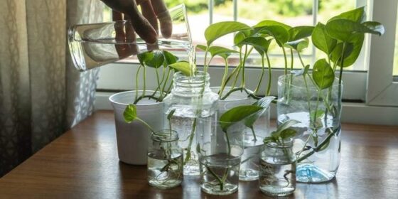 how to propagate pothos in water