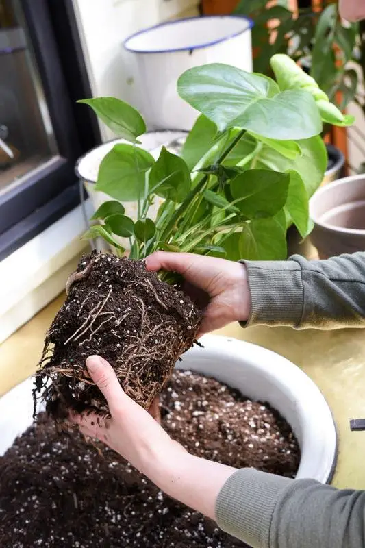 how to repot your houseplants in 7 easy steps