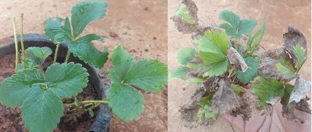 how to revive a dying strawberry plant