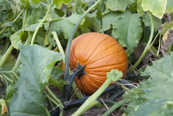 how to tell the difference between pumpkin and squash plants