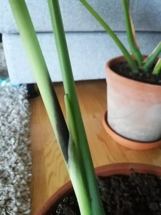 monstera stem turning black