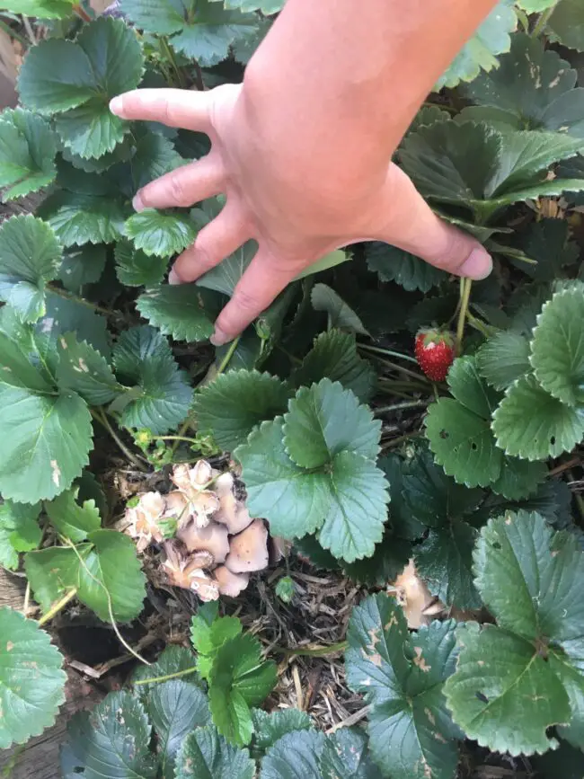 mushrooms growing in strawberry plant