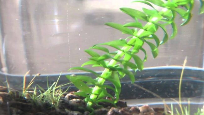 oxygenating aquarium plants