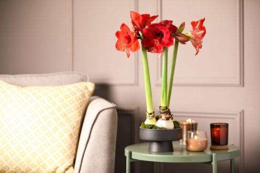 planting an amaryllis