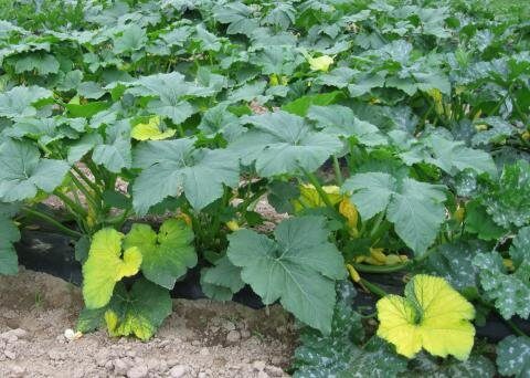 identifying squash plants by leaves