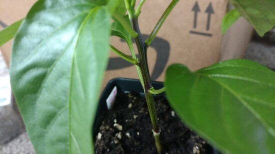 purple stems on pepper plants