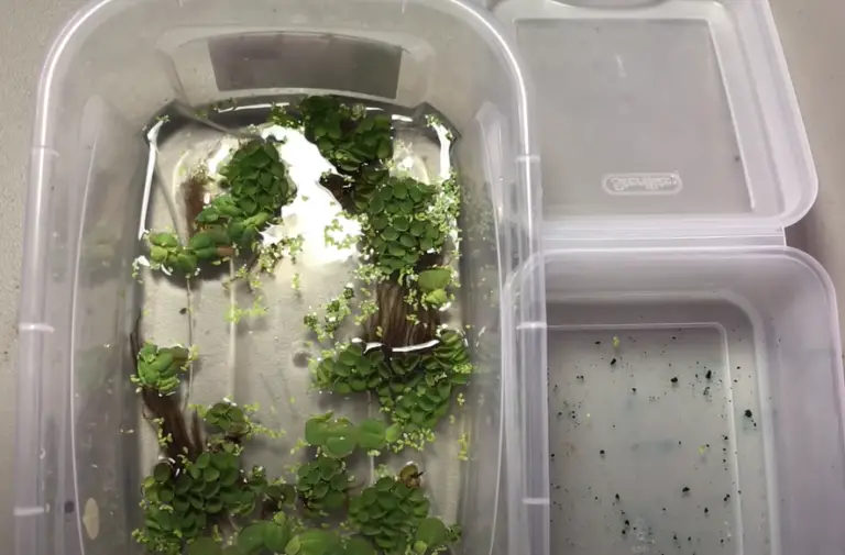 How To Quarantine Aquarium Plants Beginner's Guide Seeds to Seedlings