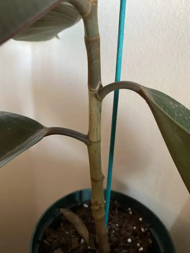 rubber plant stem wrinkled