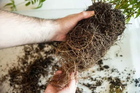 should you loosen roots before planting