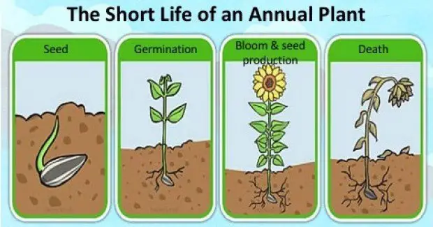 sow vs plant