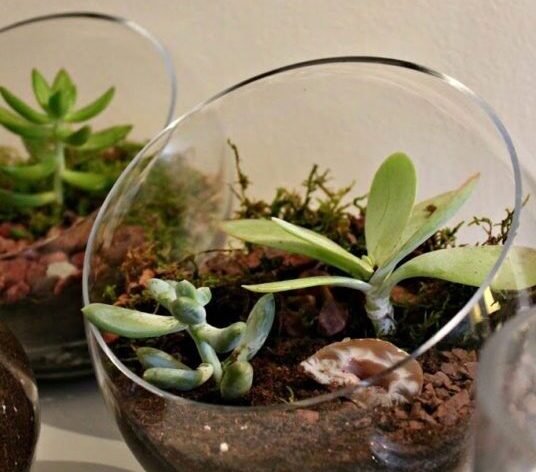 terrarium madness