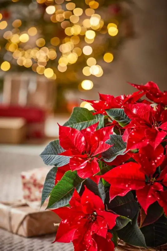 the poinsettia the beautiful star of christmas