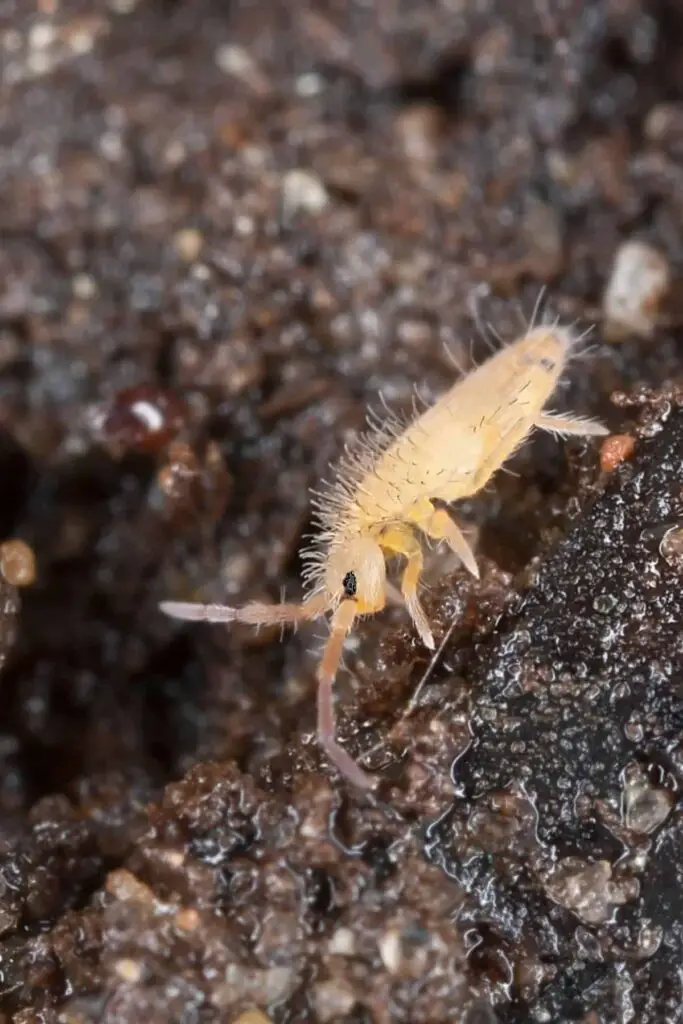 What Bugs To Put In Terrarium? Seeds to Seedlings