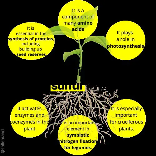 what does sulfur do for plants