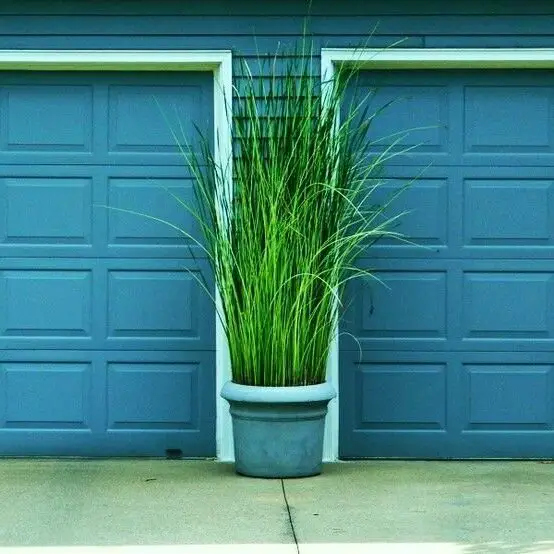 what to plant on either side of garage