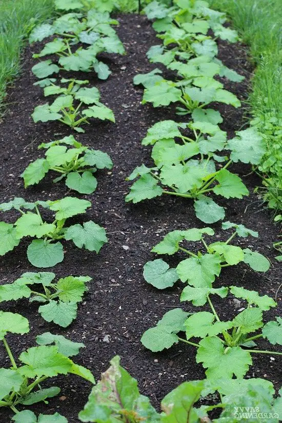 when is it too late to transplant zucchini