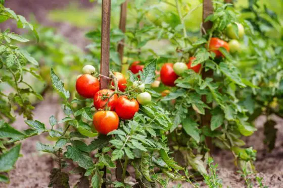 when to plant tomatoes