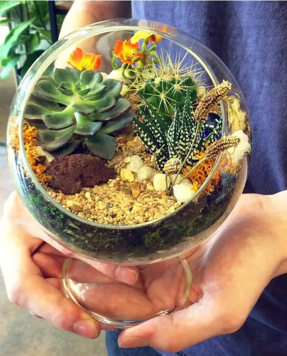 where can i buy ready made terrarium