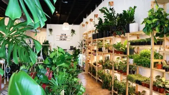 where to buy indoor plant