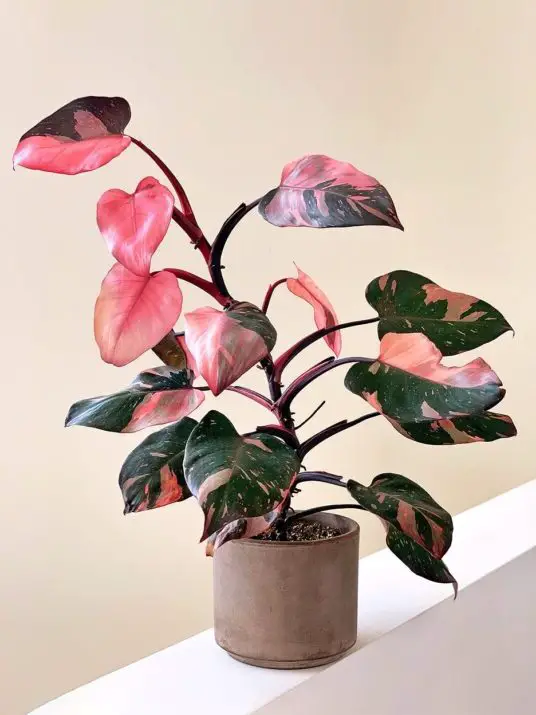 how do i make my pink princess philodendron pink