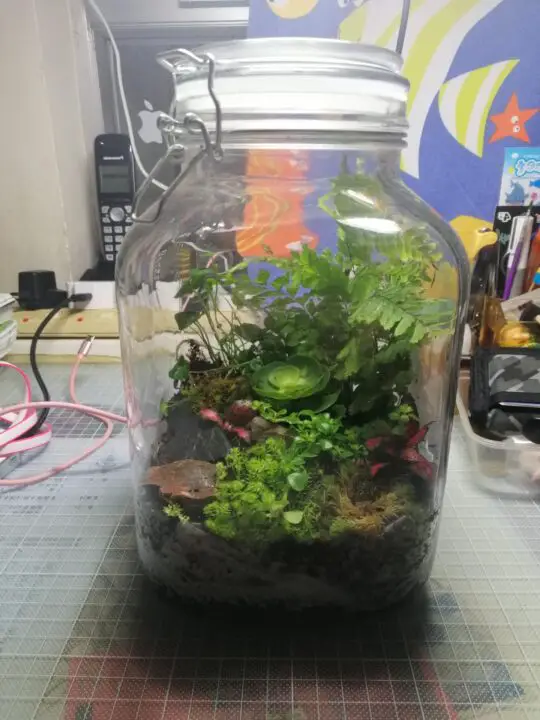 why is my terrarium foggy