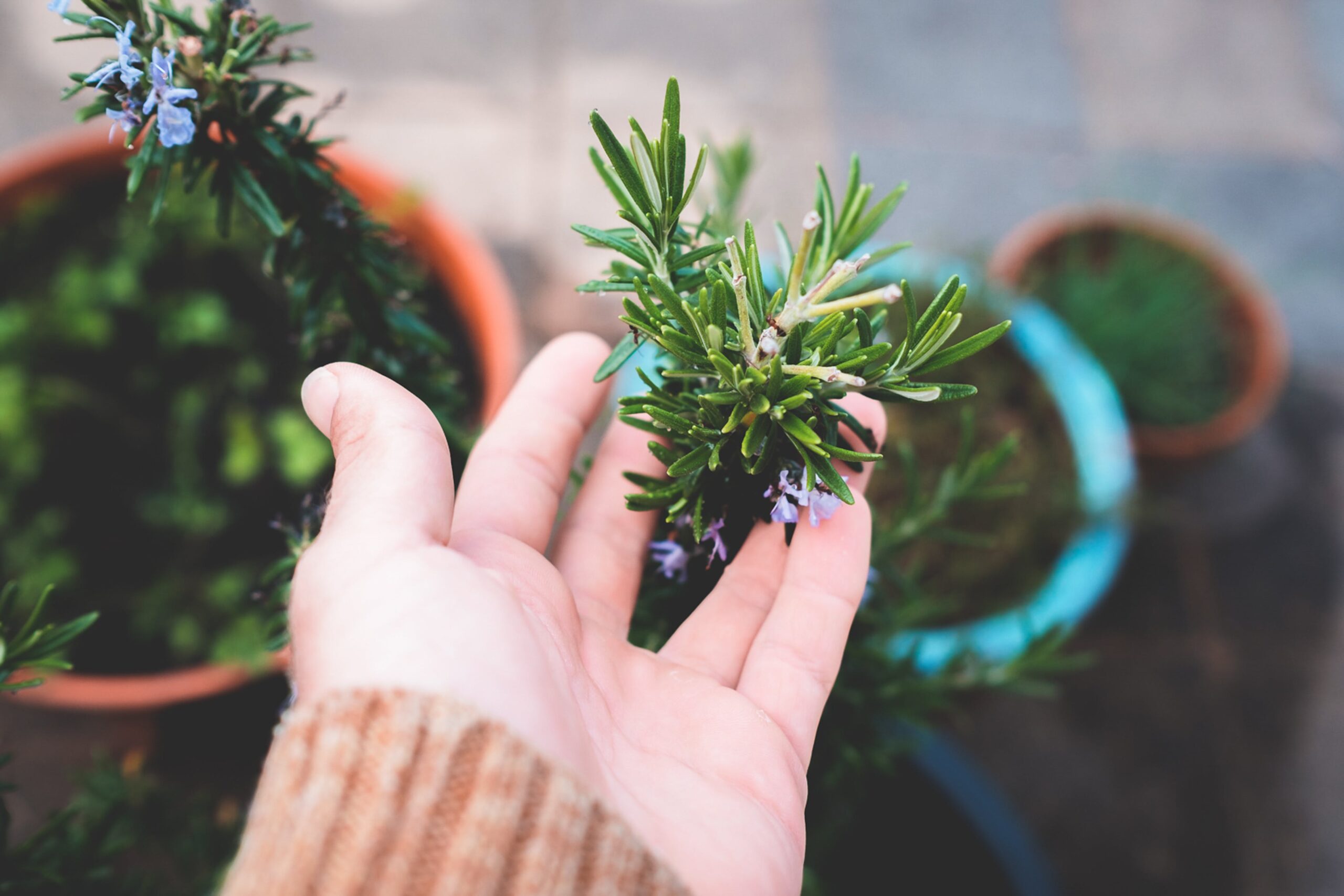 why should you keep rosemary by your garden gate