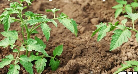 will stunted tomato plants recover