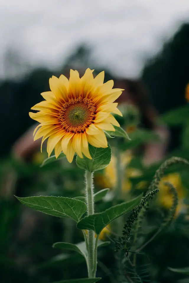 is sunflower a herb or shrub