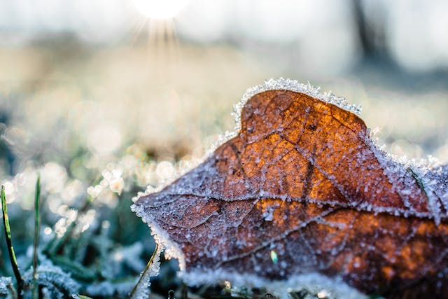 what does a gardener do in the winter