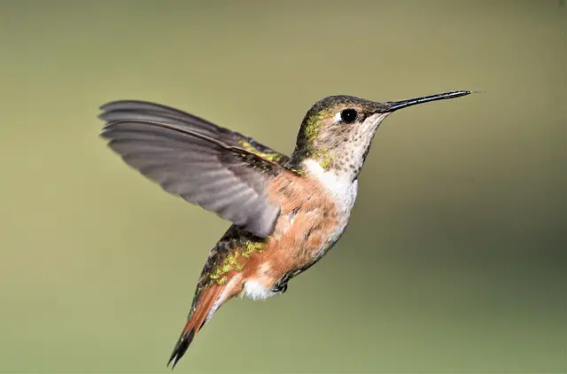 Best Plants for Attracting Hummingbirds