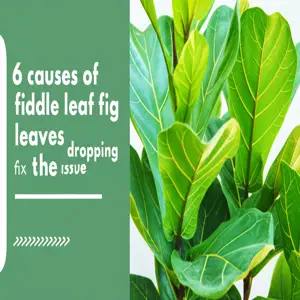 Leaf Drop Causes