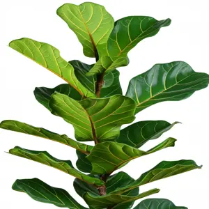 Plant Health Problems