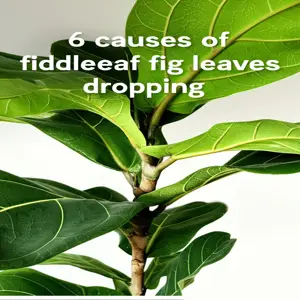 Fiddle Leaf Fig Care