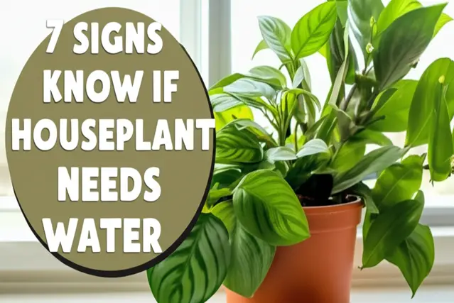 7 signs to know if a houseplant needs water