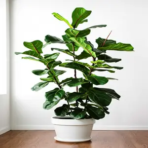 fiddle leaf