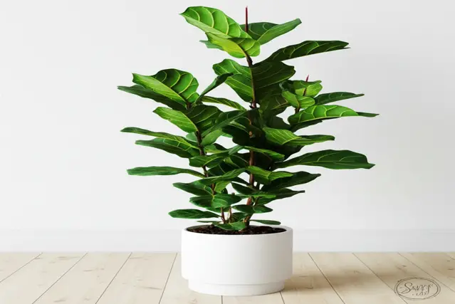 fiddle leaf fig light needs when kept indoors