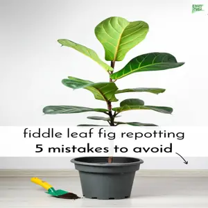 fiddle leaf fig care