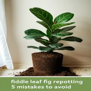 repotting fiddle leaf fig