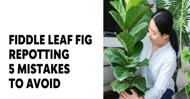 fiddle leaf fig repotting 5 mistakes to avoid