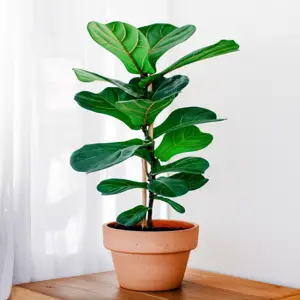 indoor plant watering